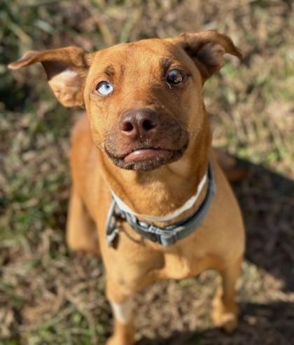 Mika, a Adoptable mixed breed in Malvern, PA image 3/3