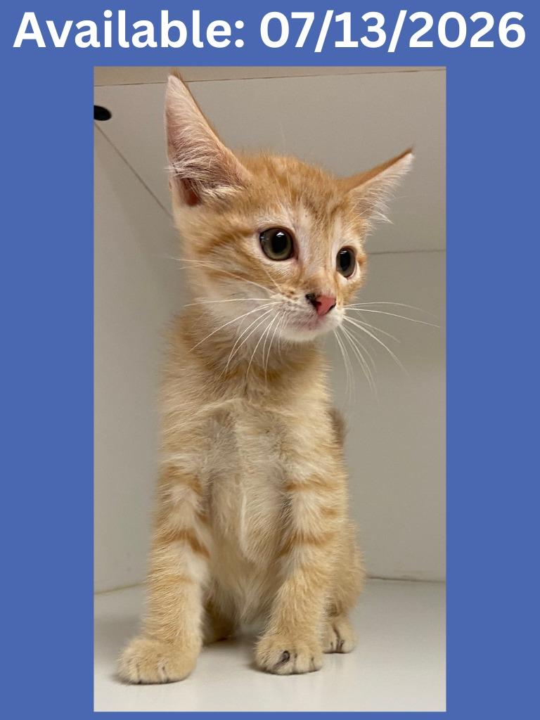 Cat Condo #17, Adoptable, Kitten Male Domestic Short Hair.