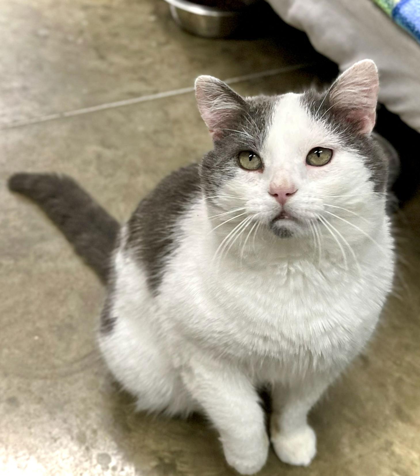 Enlarge Ross aka Soup, a Adopted Domestic Short Hair in Estherville, IA image 1/3