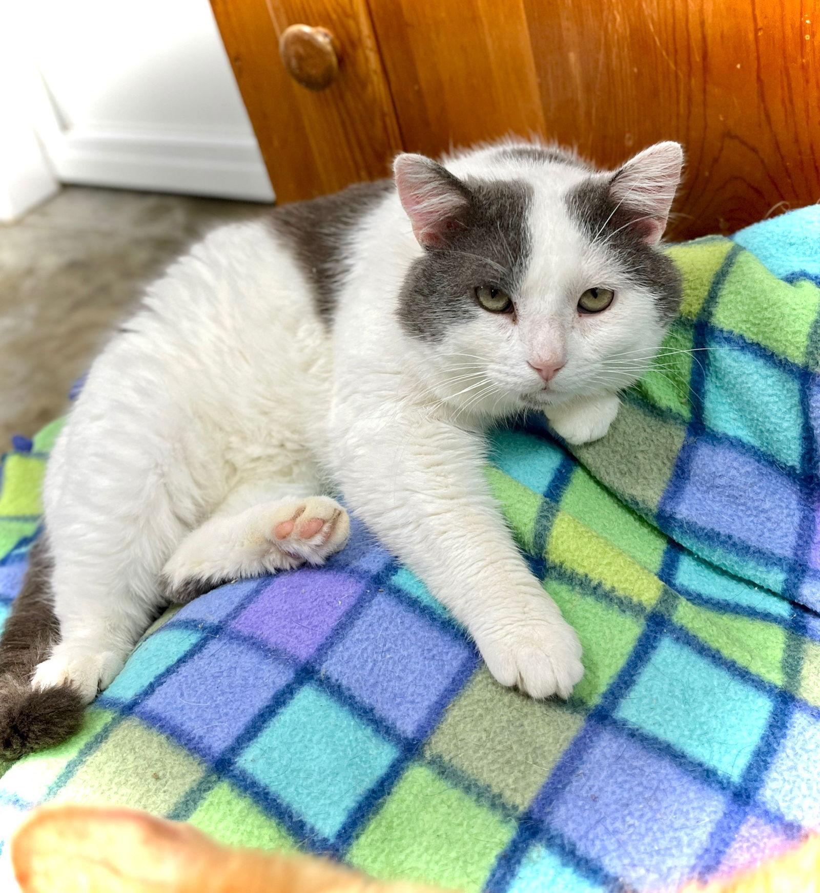 Enlarge Ross aka Soup, a Adopted Domestic Short Hair in Estherville, IA image 2/3