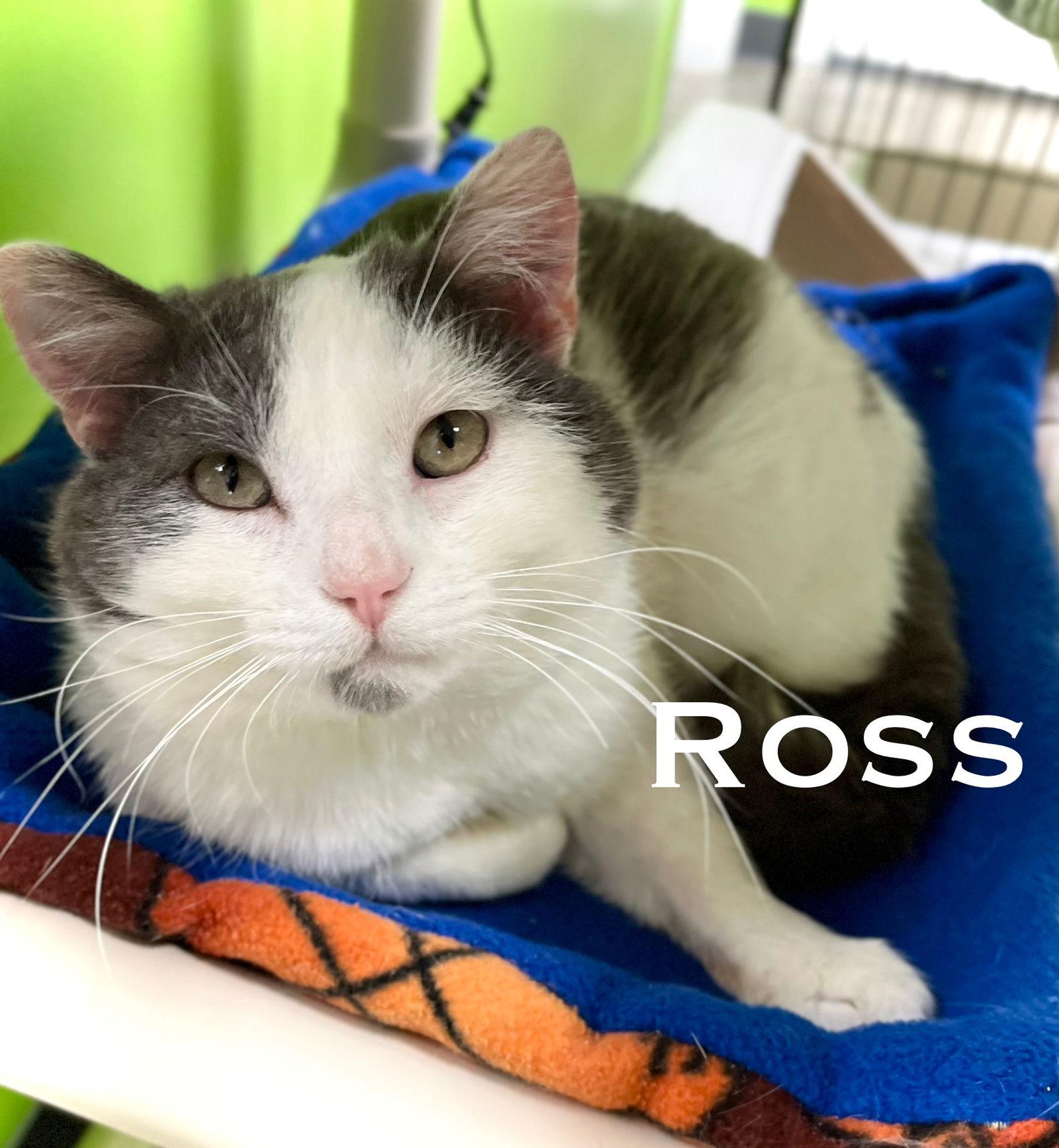 Enlarge Ross aka Soup, a Adopted Domestic Short Hair in Estherville, IA image 3/3