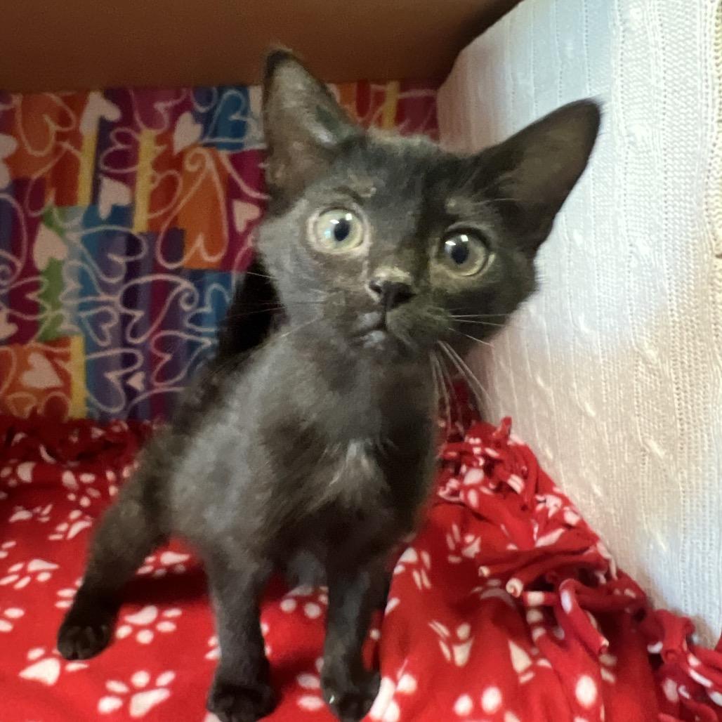Boo, Adoptable, Kitten Female Domestic Medium Hair.