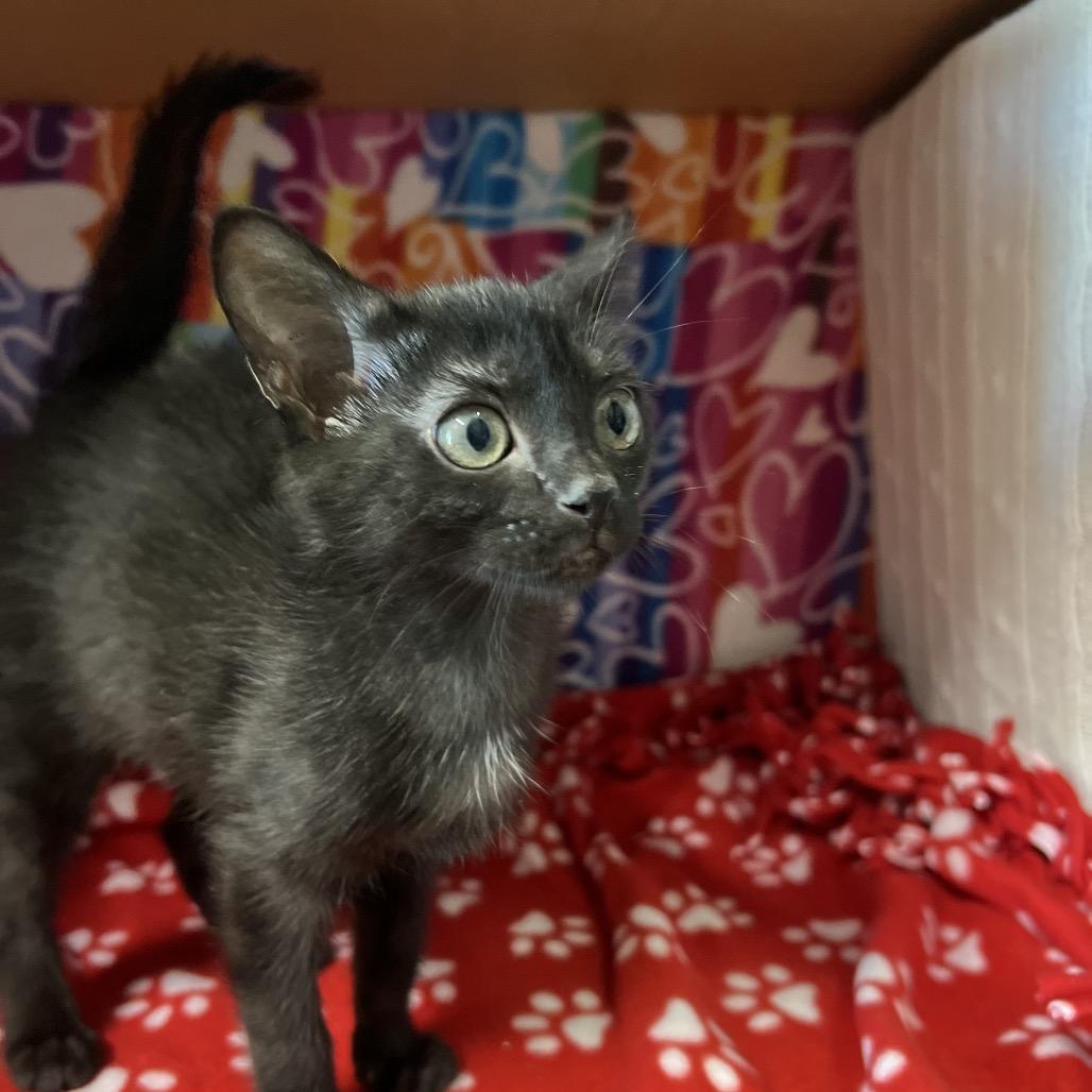 Enlarge Boo, a Adoptable Domestic Medium Hair in Naples, FL image 2/3