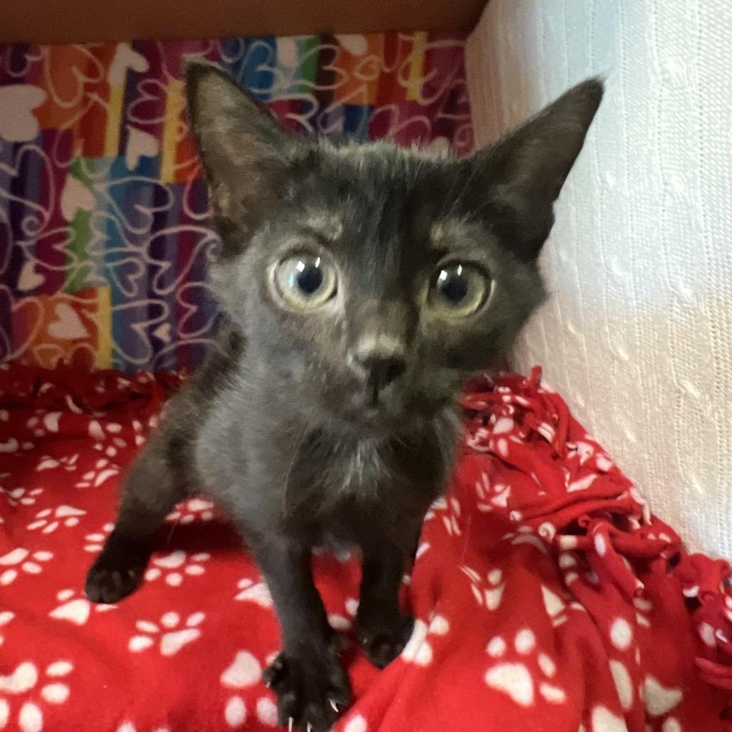 Enlarge Boo, a Adoptable Domestic Medium Hair in Naples, FL image 3/3