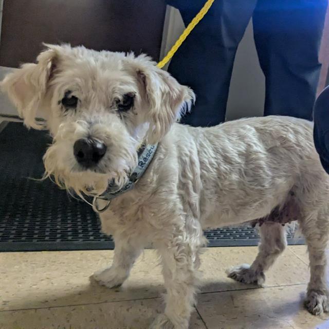 Enlarge SOPHIA, a Adoptable Poodle in Camarillo, CA image 1/1