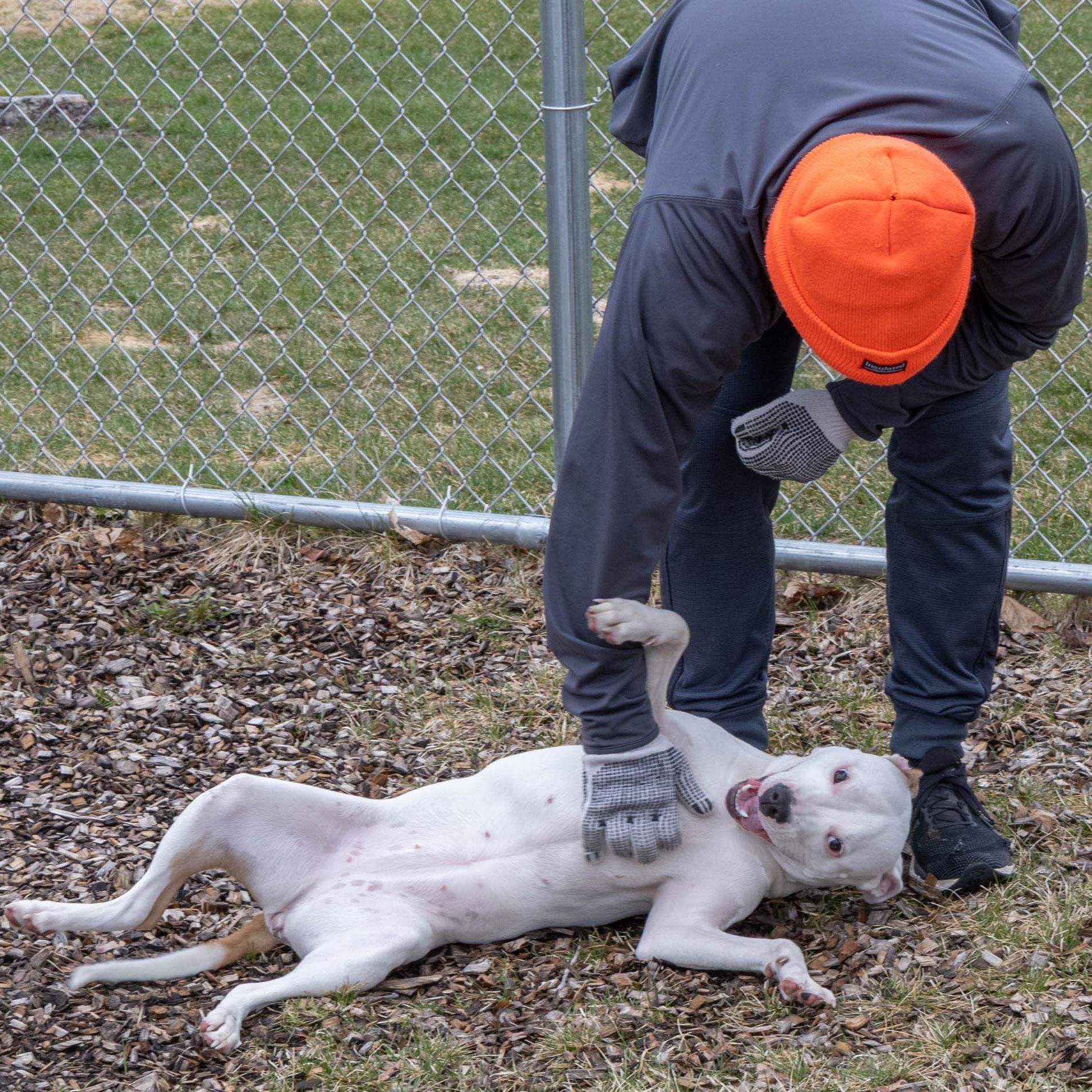 Enlarge Pookie, a Adoptable Mixed Breed in Mount Pleasant, MI image 3/4