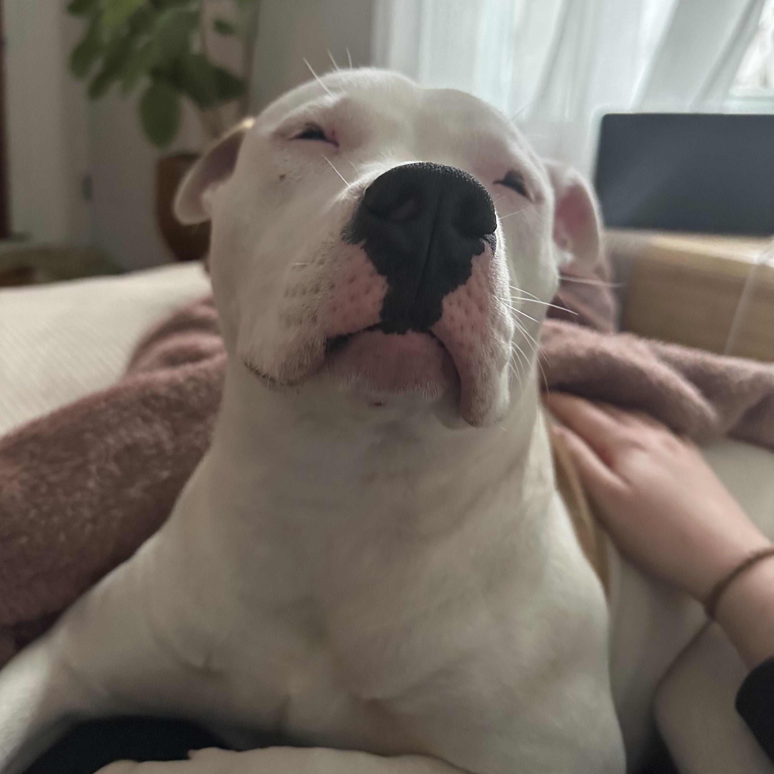 Pookie, Adoptable, Young Female Mixed Breed.