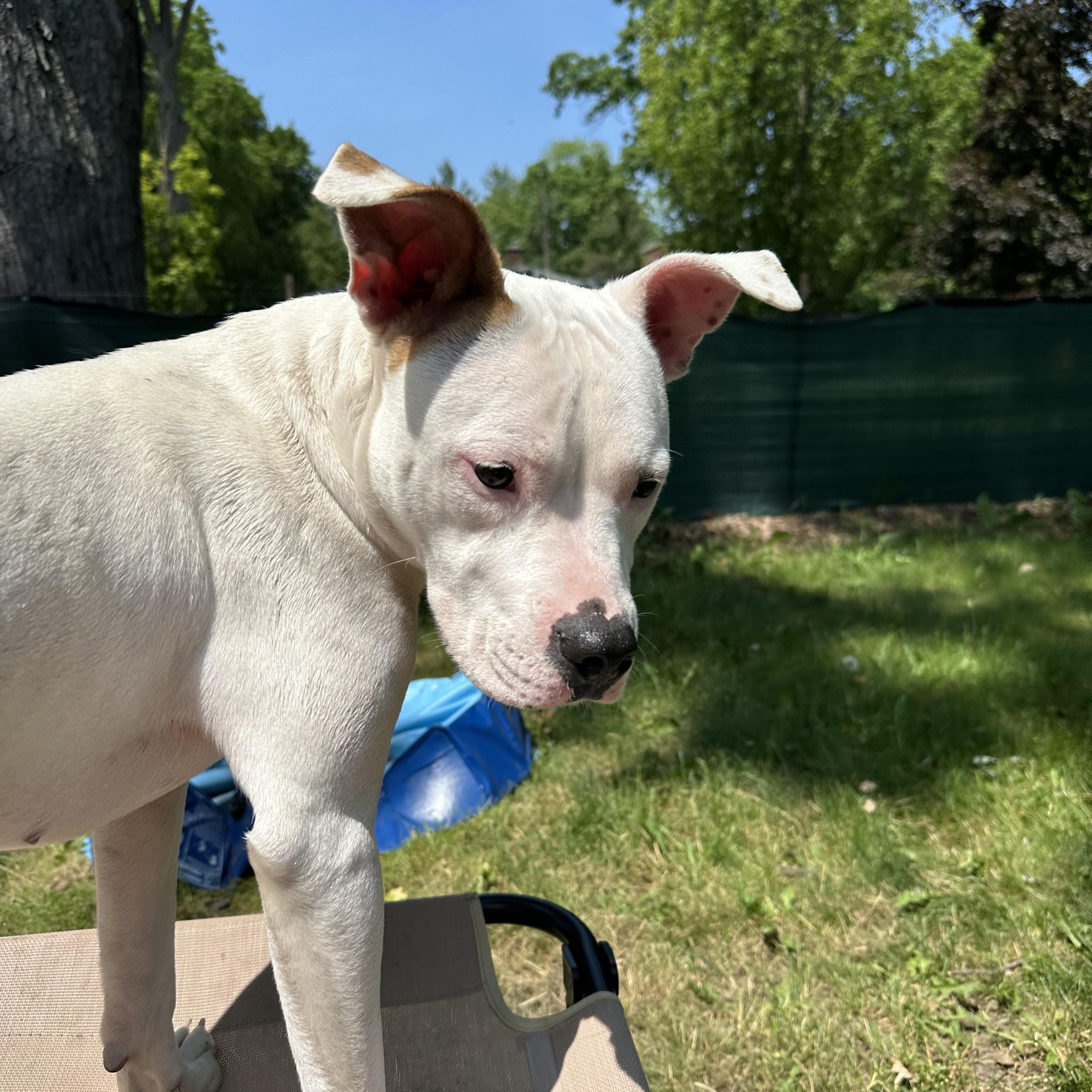 Enlarge Pookie, a Adoptable Mixed Breed in Mount Pleasant, MI image 2/4