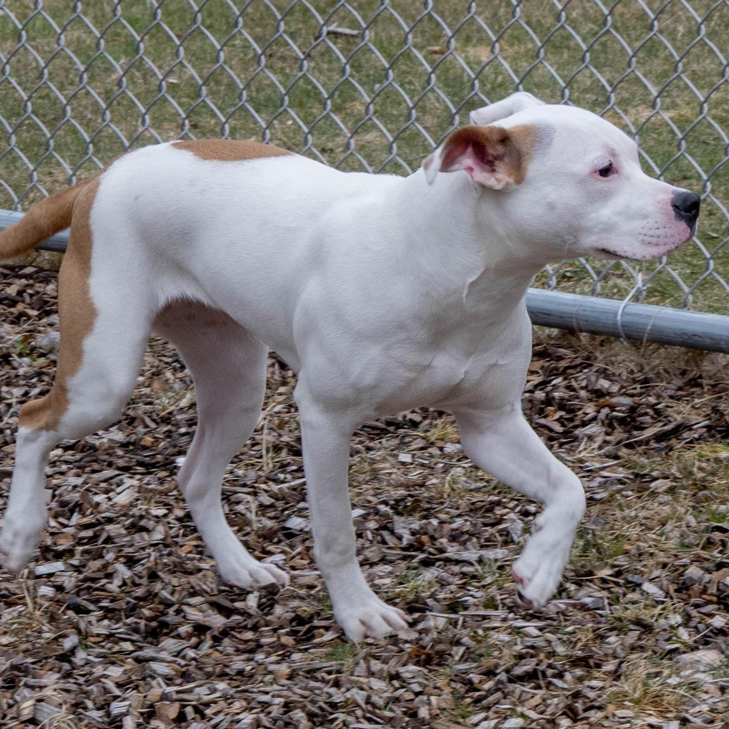 Enlarge Pookie, a Adoptable Mixed Breed in Mount Pleasant, MI image 4/4