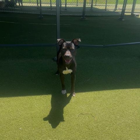 Enlarge Lola / Buster, a ADOPTABLE mixed breed in Terre Haute, IN image 5/6