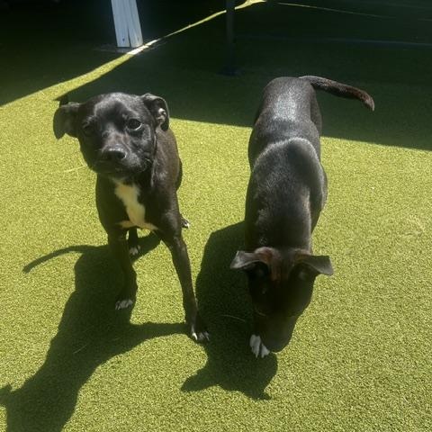 Enlarge Lola / Buster, a ADOPTABLE mixed breed in Terre Haute, IN image 2/6