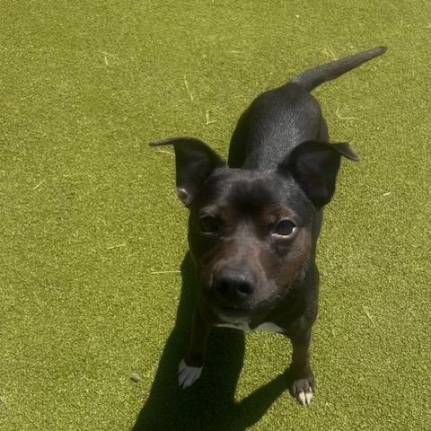 Lola / Buster, ADOPTABLE, Young Female Terrier.