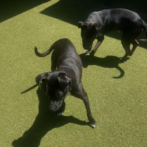 Enlarge Lola / Buster, a ADOPTABLE mixed breed in Terre Haute, IN image 6/6