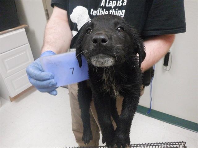 Enlarge POPPY, a Adoptable mixed breed in Oroville, CA image 1/1