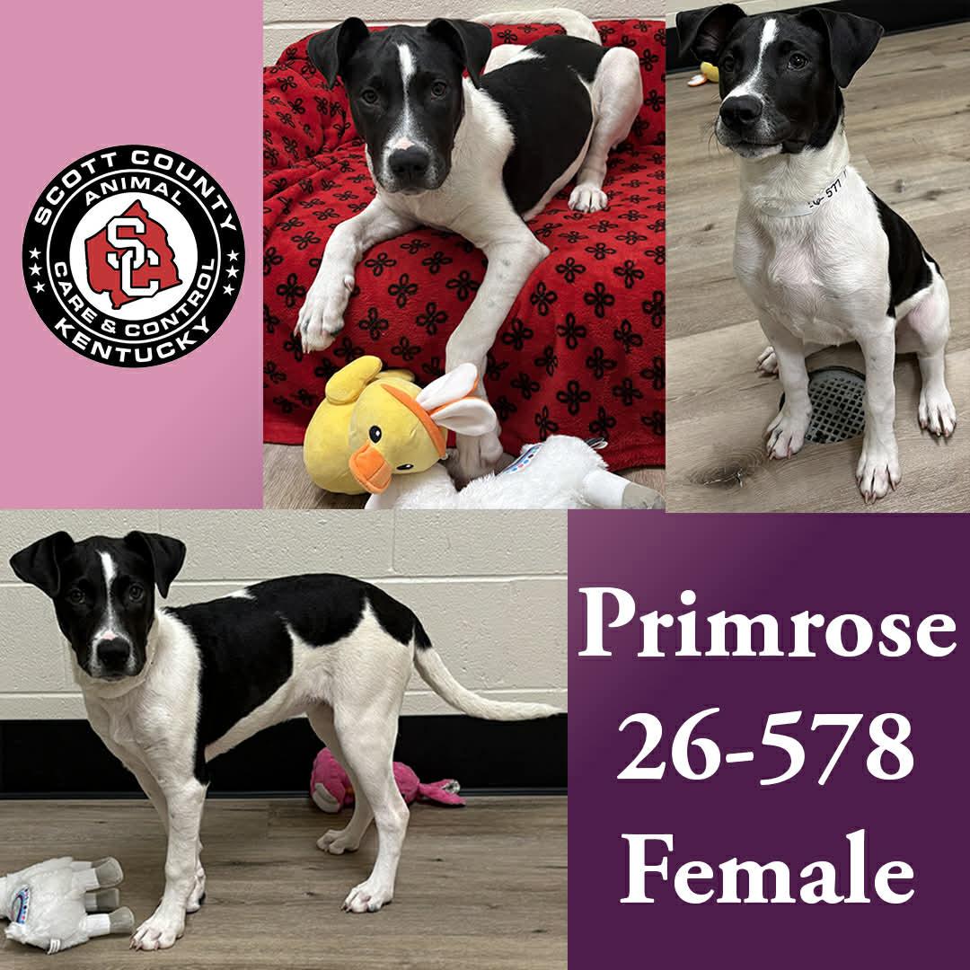 Primrose, Adopted, Young Female Labrador Retriever.
