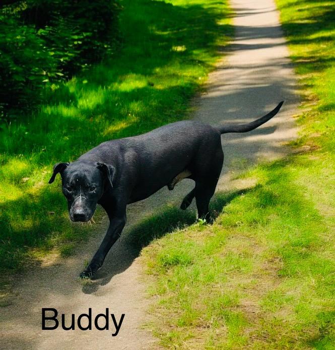 Buddy, Adoptable, Adult Male Black Labrador Retriever.