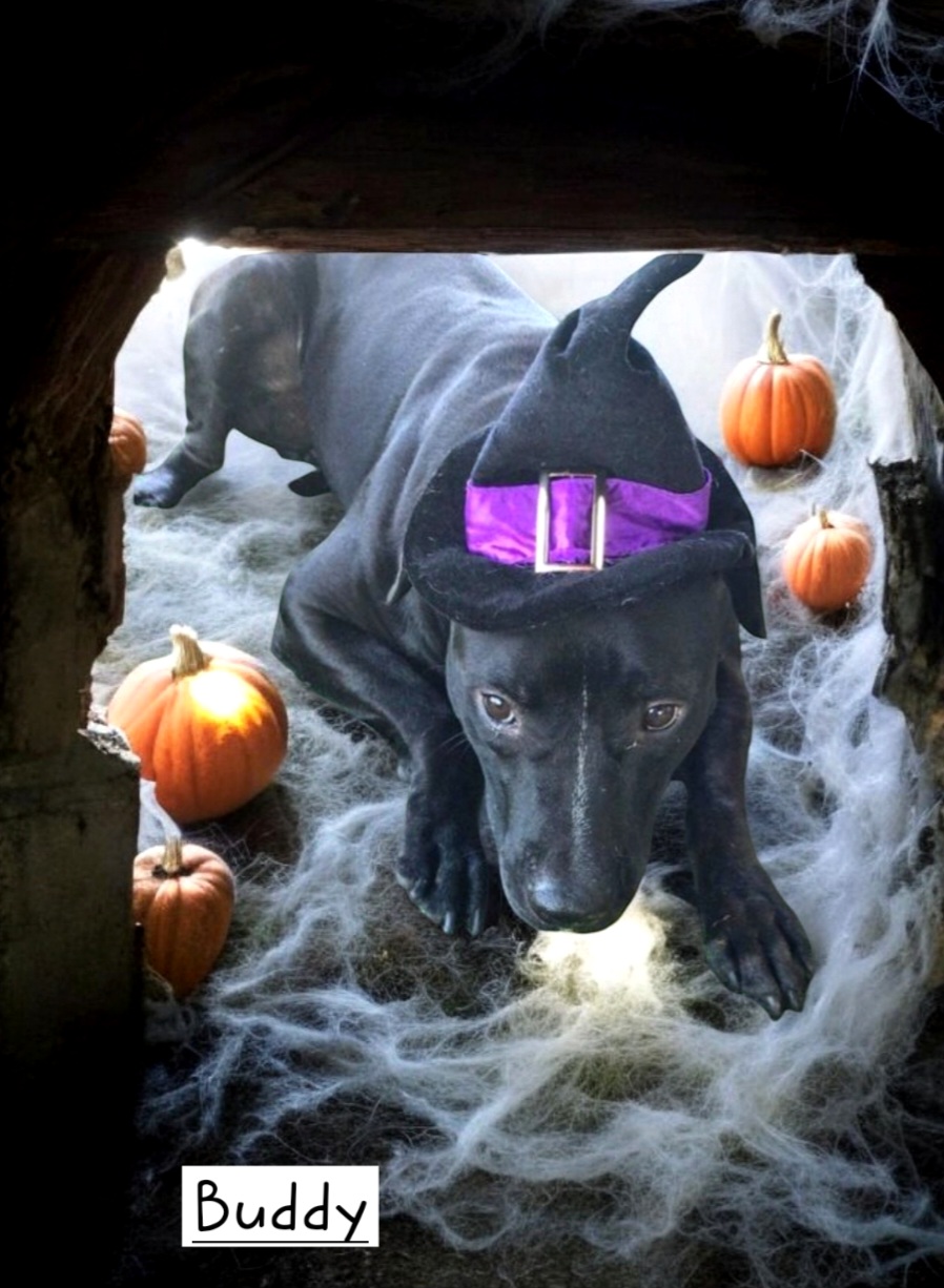 Buddy, an adoptable Black Labrador Retriever in Winter haven, FL, 33880 | Photo Image 2