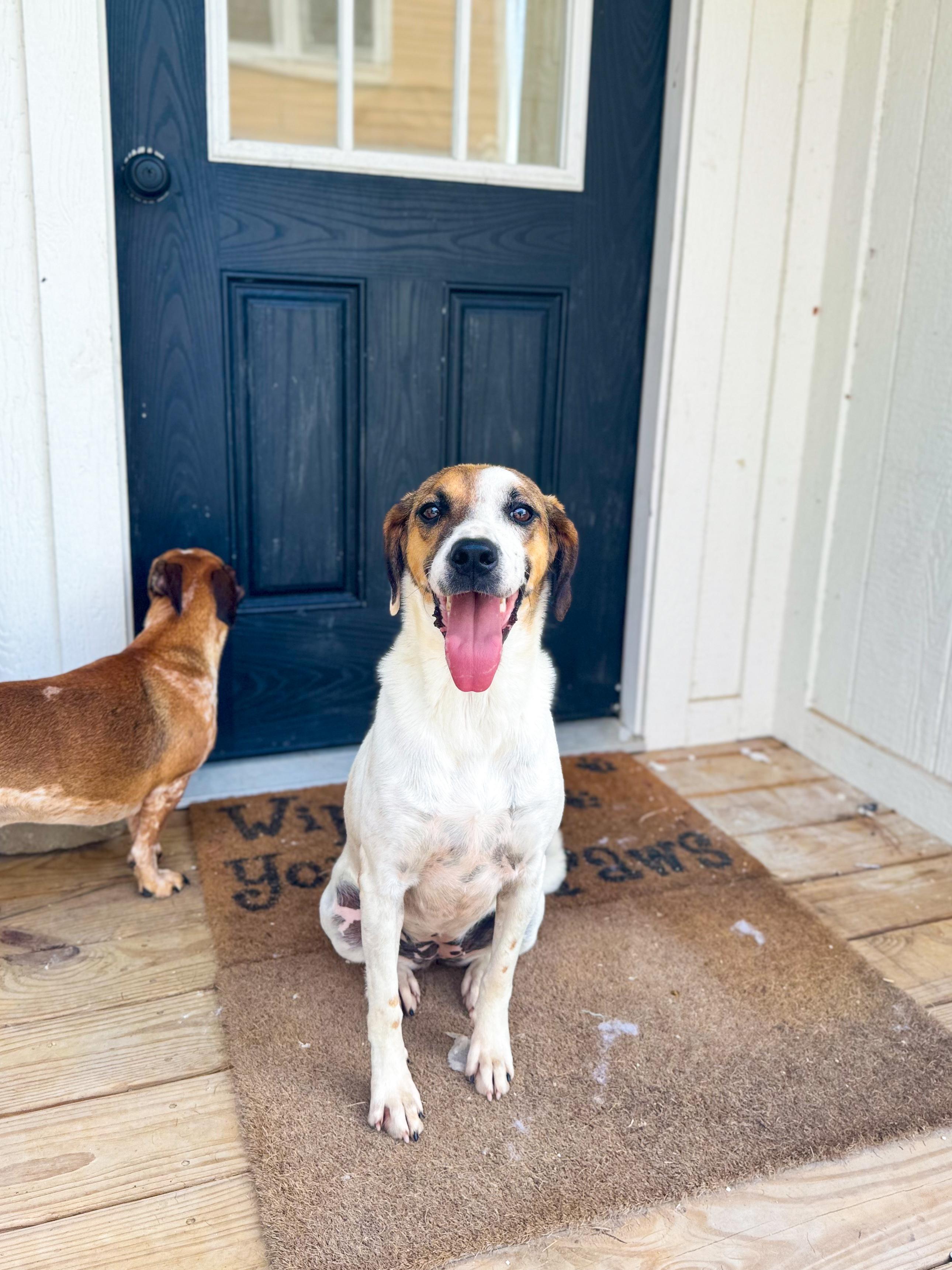 Enlarge Josie, a Adoptable mixed breed in charleston, SC image 3/4