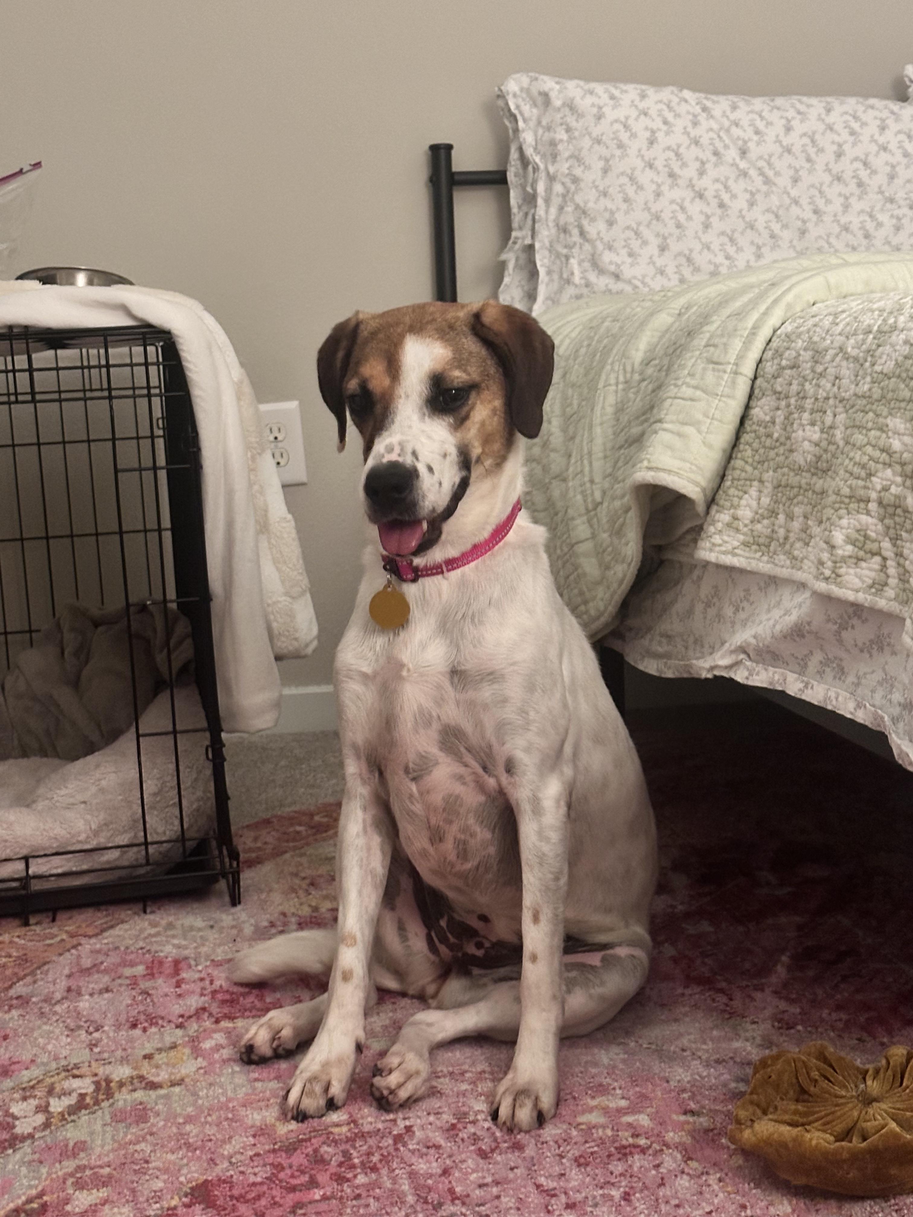 Enlarge Josie, a Adoptable mixed breed in charleston, SC image 4/4