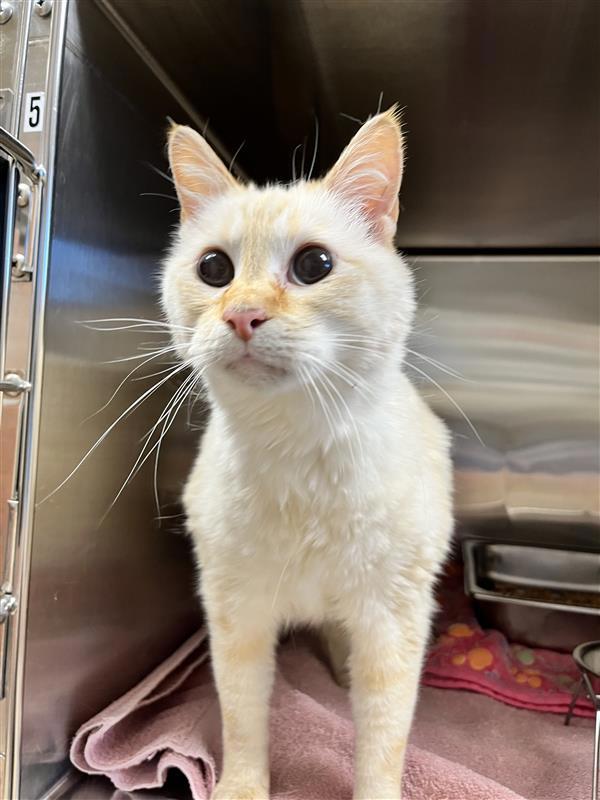 Enlarge Nessa, a Adoptable mixed breed in Great Falls, MT image 2/2