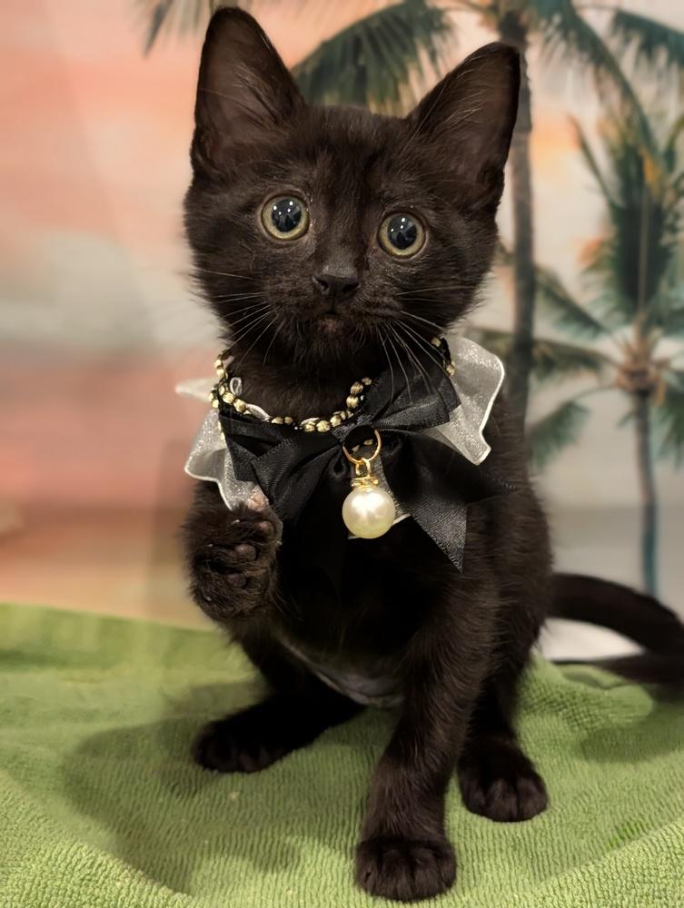 Derpy, Adoptable, Kitten Female Domestic Short Hair.