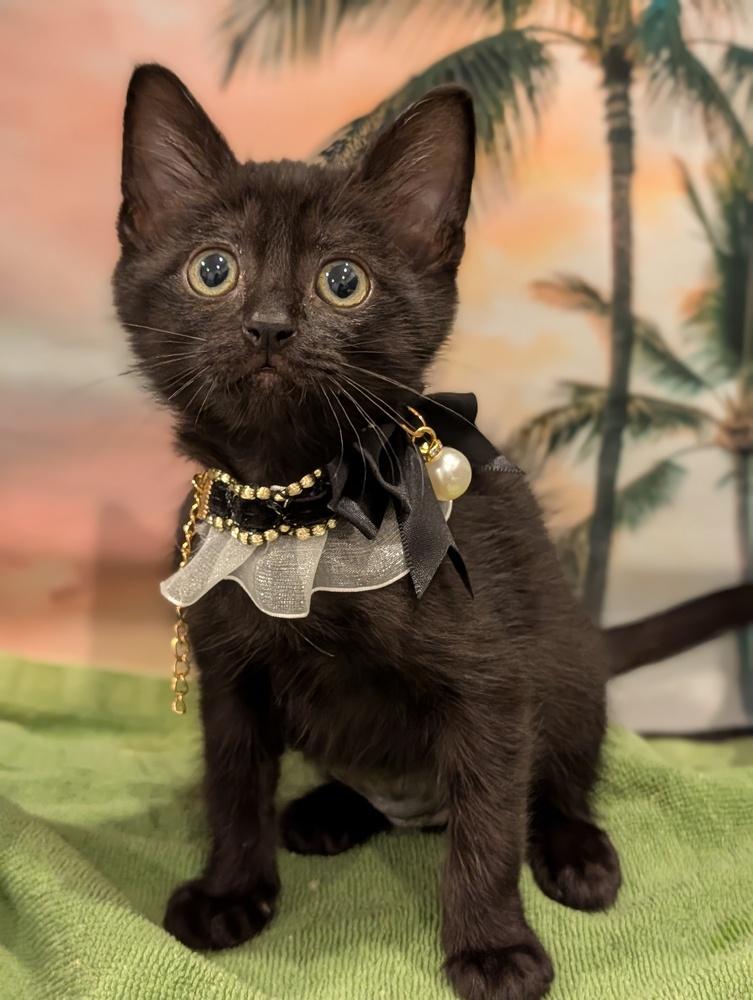 Enlarge Derpy, a Adoptable mixed breed in Fremont, CA image 3/6