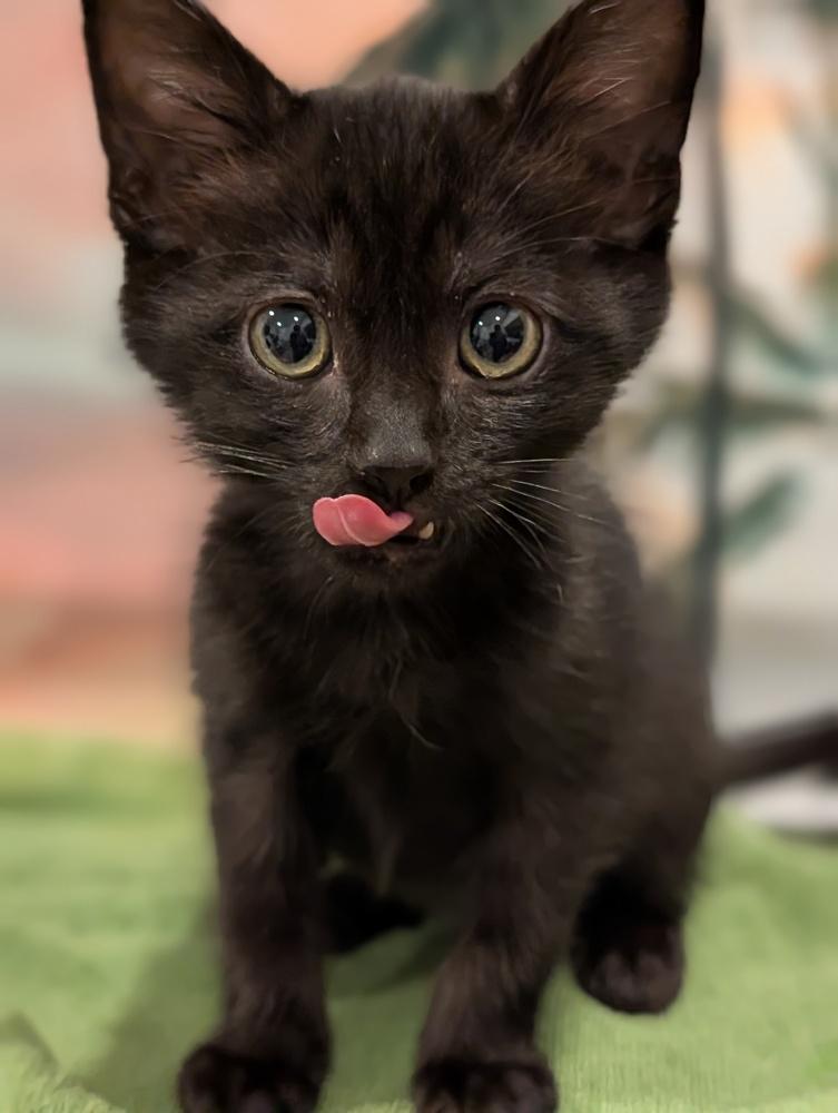 Enlarge Derpy, a Adoptable mixed breed in Fremont, CA image 4/6