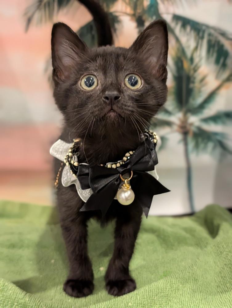 Enlarge Derpy, a Adoptable mixed breed in Fremont, CA image 5/6