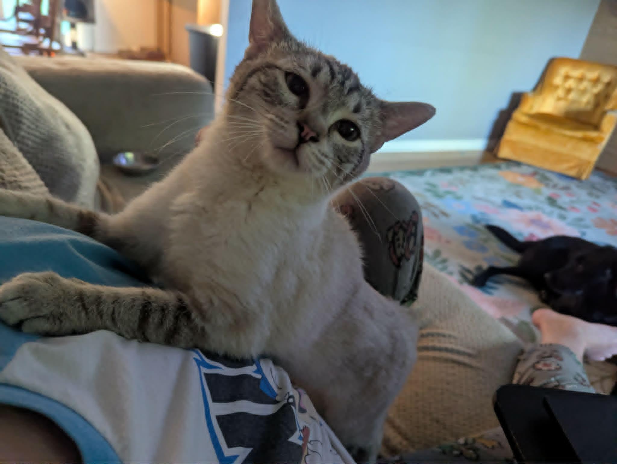 Enlarge Lukas, a Adoptable Siamese in New Baltimore, MI image 2/5