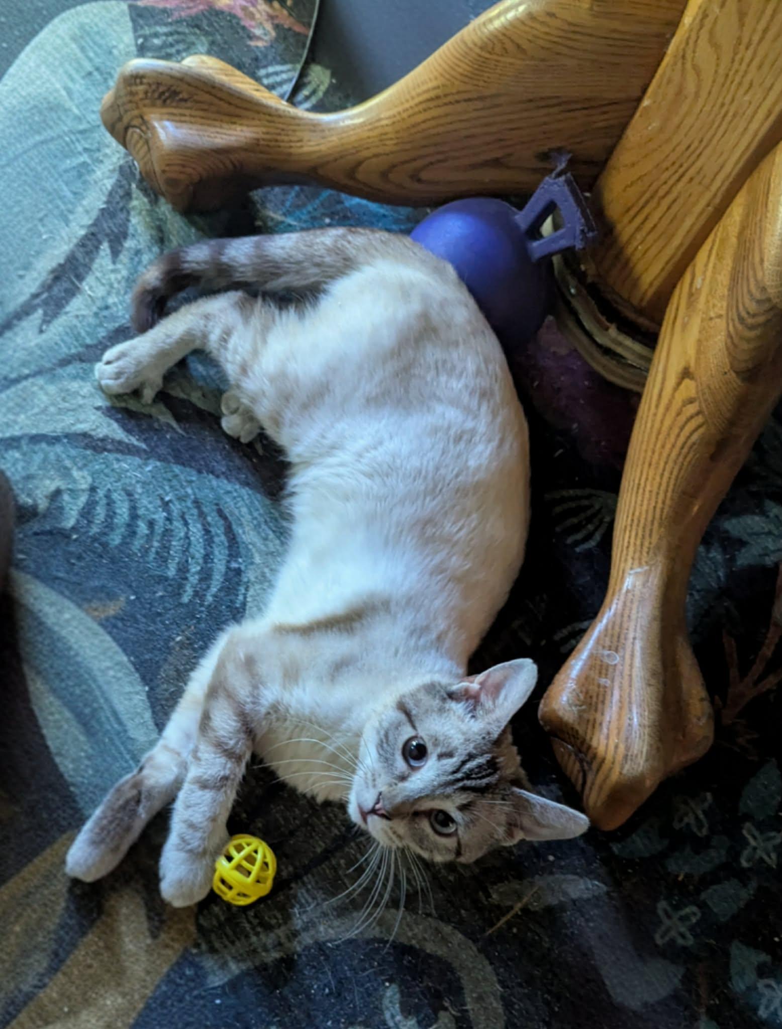 Enlarge Lukas, a Adoptable Siamese in New Baltimore, MI image 1/5