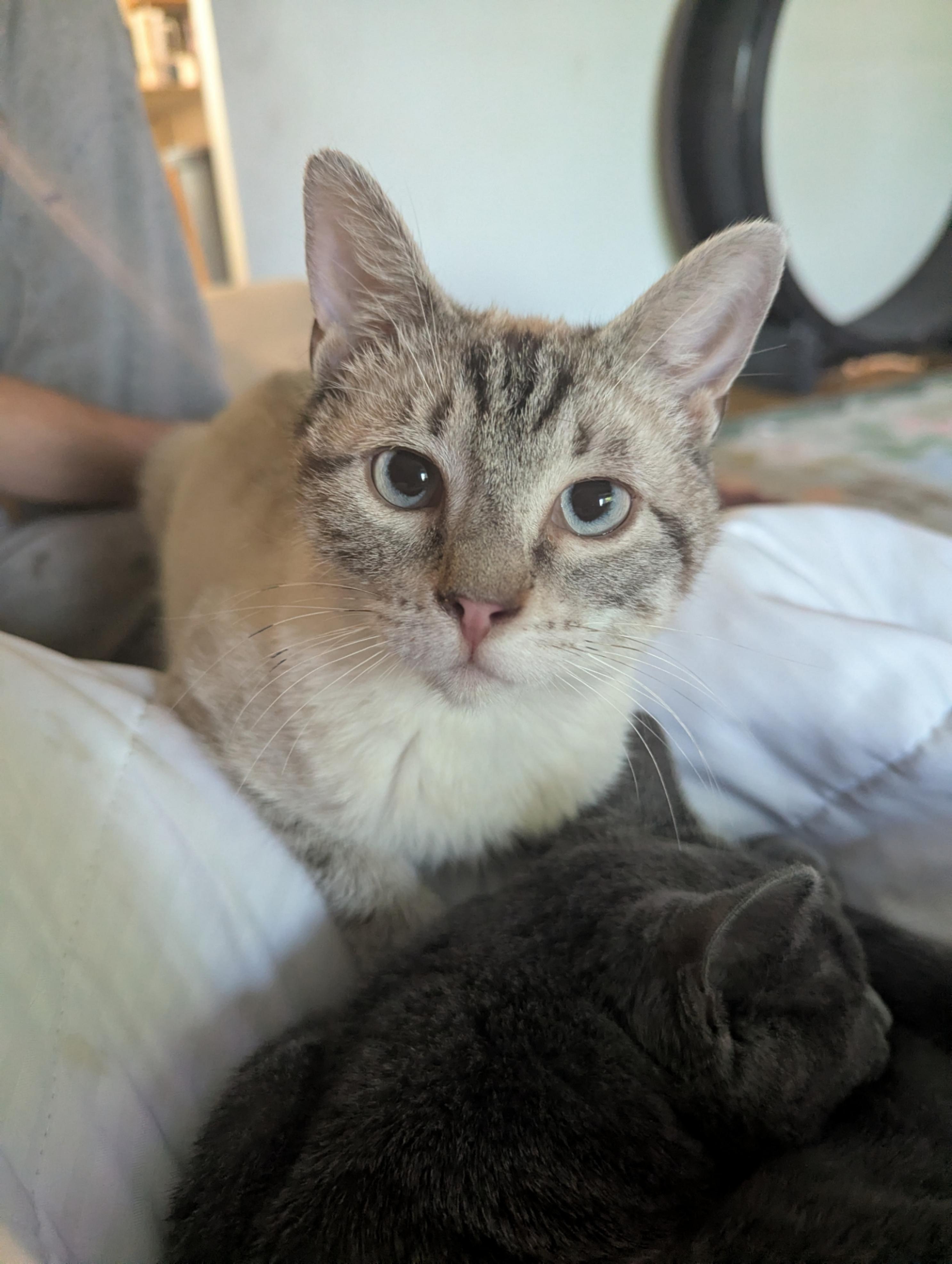 Enlarge Lukas, a Adoptable Siamese in New Baltimore, MI image 4/5