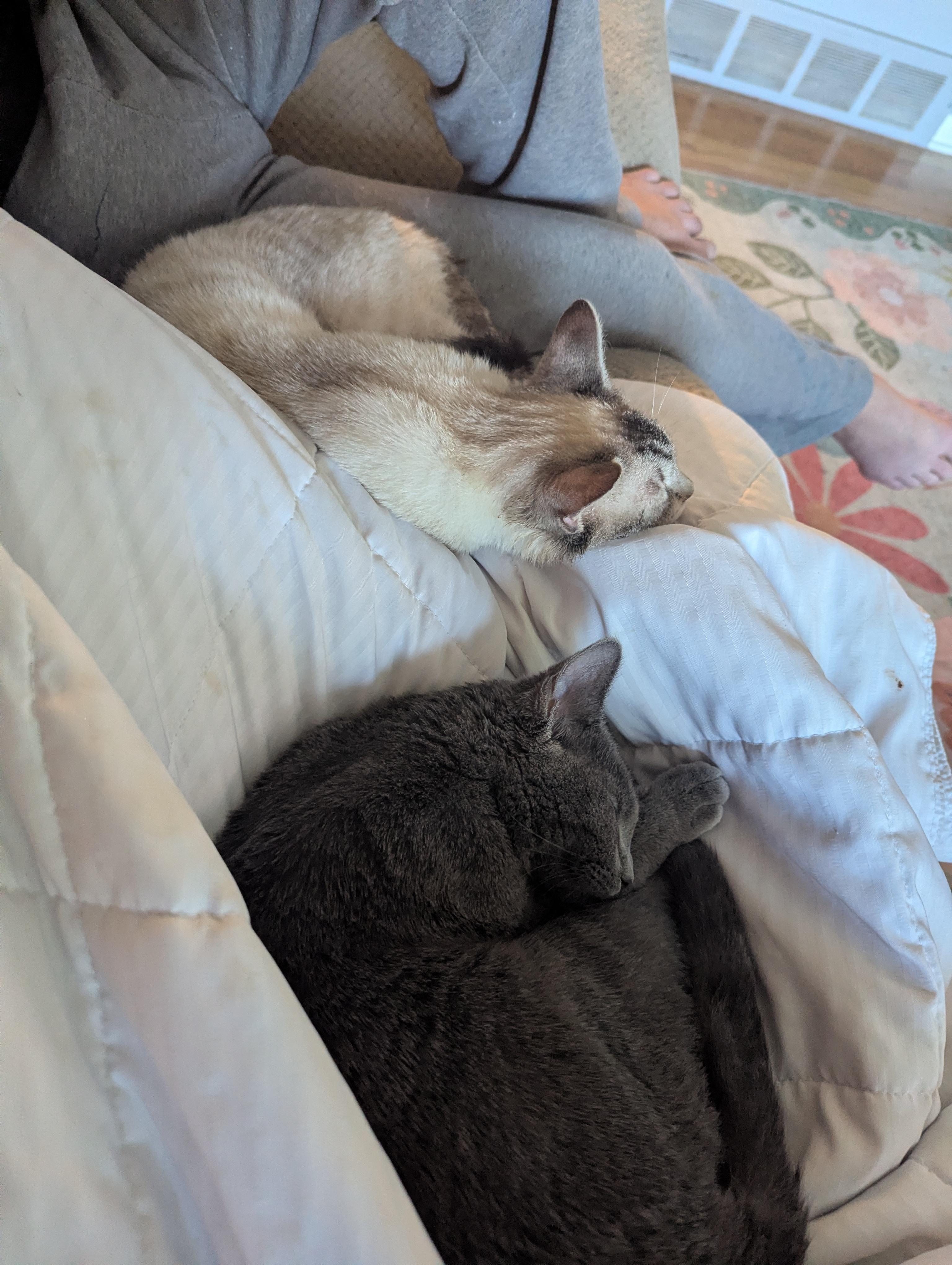Enlarge Lukas, a Adoptable Siamese in New Baltimore, MI image 5/5