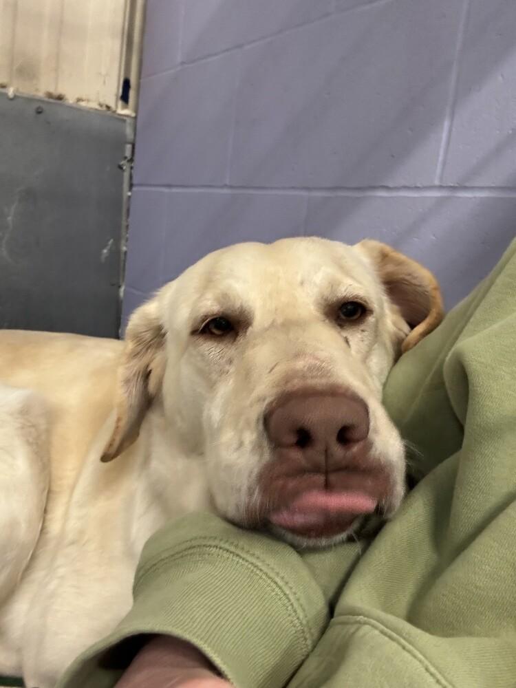 Enlarge Enid, a Adoptable Labrador Retriever in Papillion, NE image 1/4