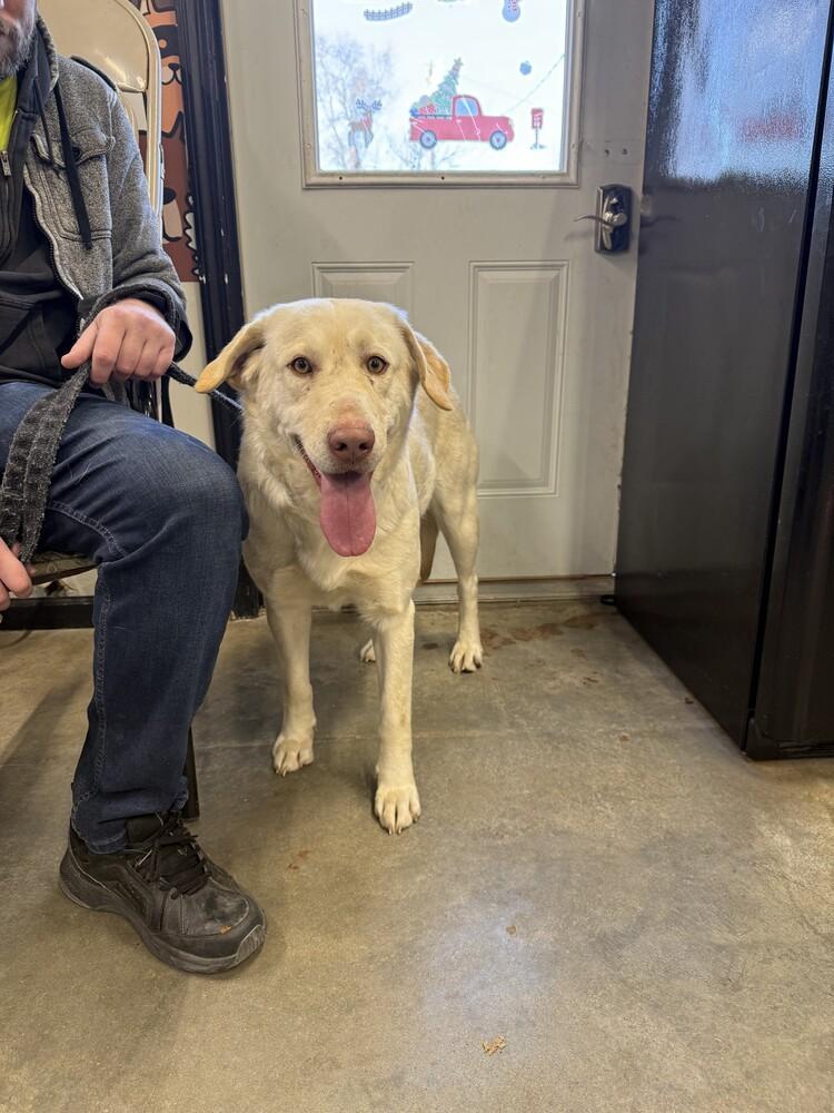Enlarge Enid, a Adoptable Labrador Retriever in Papillion, NE image 3/4