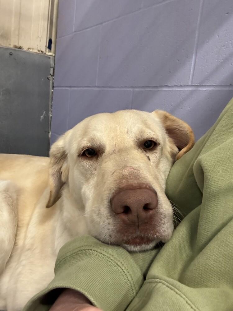 Enlarge Enid, a Adoptable Labrador Retriever in Papillion, NE image 4/4