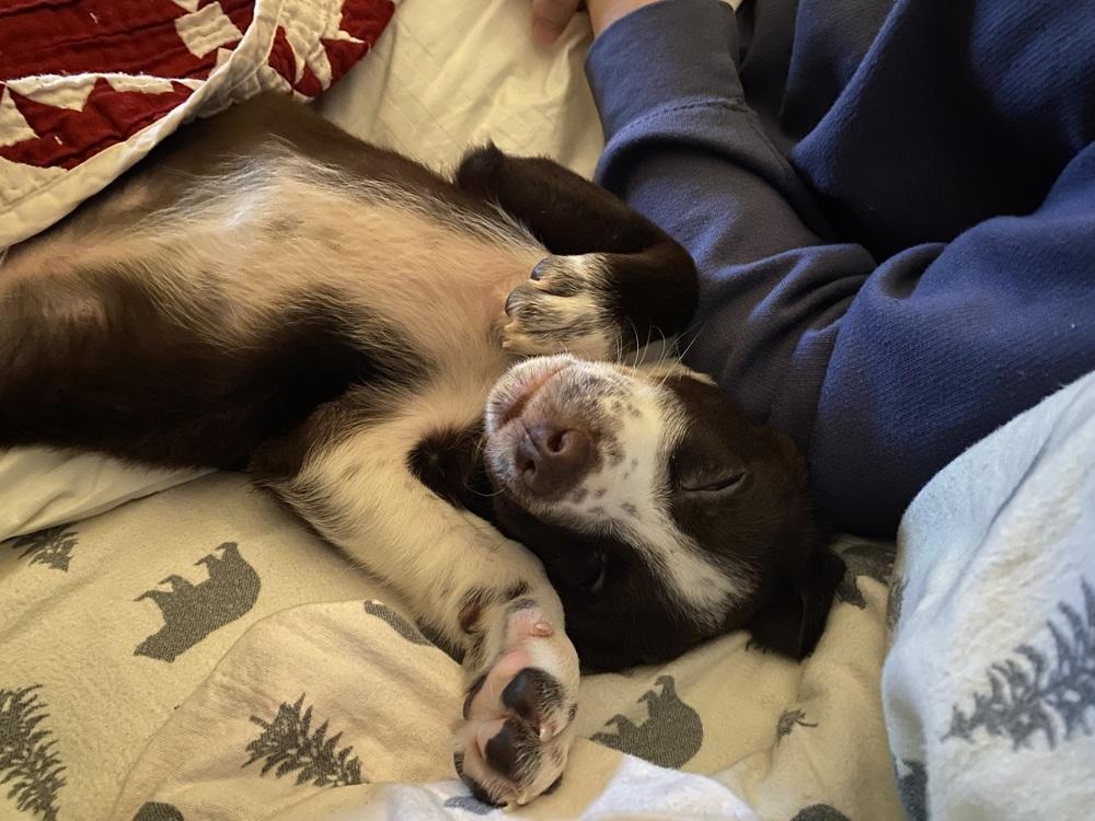 Roo (25-171 D), Adoptable, Puppy Male Mixed Breed.