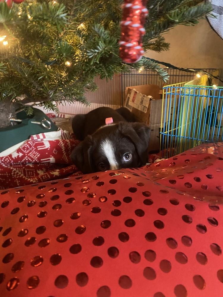 Enlarge Roo (25-171 D), a Adoptable mixed breed in Lansing, MI image 2/3