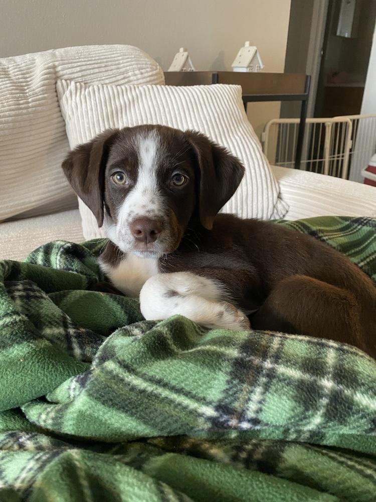 Enlarge Roo (25-171 D), a Adoptable mixed breed in Lansing, MI image 3/3