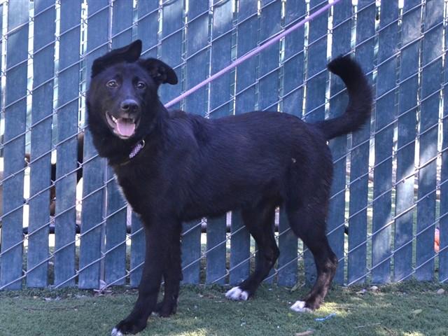 Enlarge RAVEN, a Adoptable mixed breed in Oroville, CA image 1/1