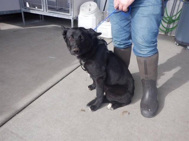 RAVEN, Adoptable, Young Female German Shepherd Dog & Labrador Retriever.