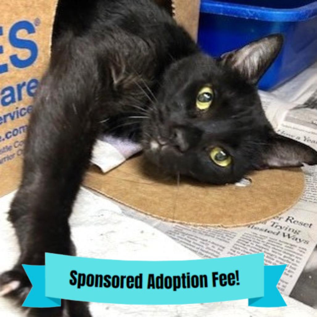 Onyx, Adoptable, Senior Male Domestic Short Hair.