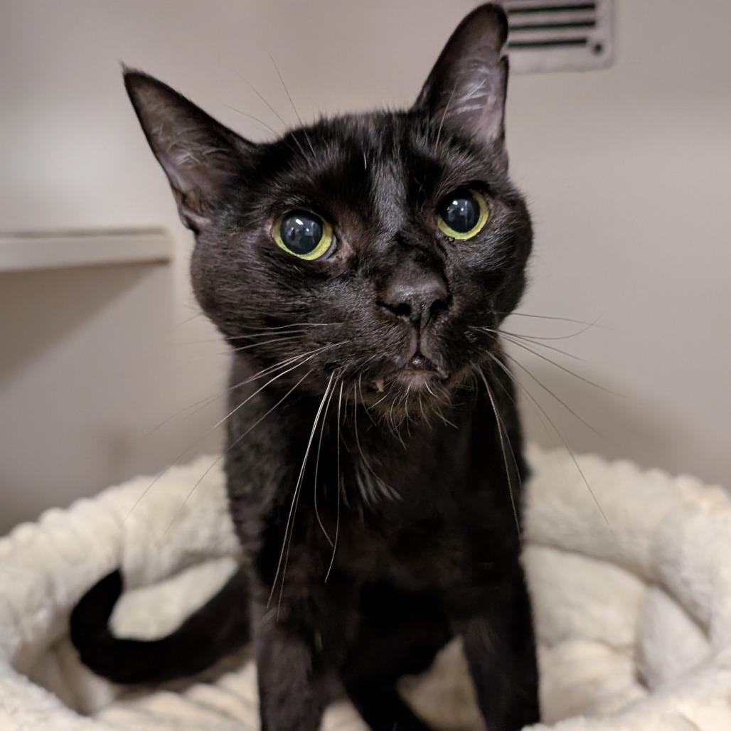 Enlarge Onyx, a Adoptable Domestic Short Hair in Novelty, OH image 2/6