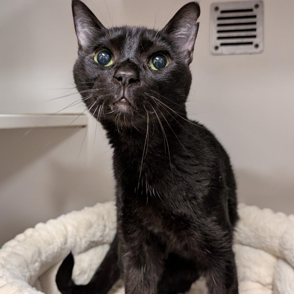 Enlarge Onyx, a Adoptable Domestic Short Hair in Novelty, OH image 3/6