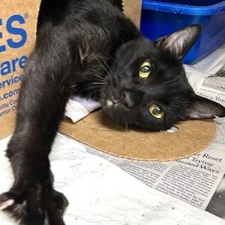Enlarge Onyx, a Adoptable Domestic Short Hair in Novelty, OH image 2/2