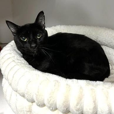 Enlarge Onyx, a Adoptable Domestic Short Hair in Novelty, OH image 5/6