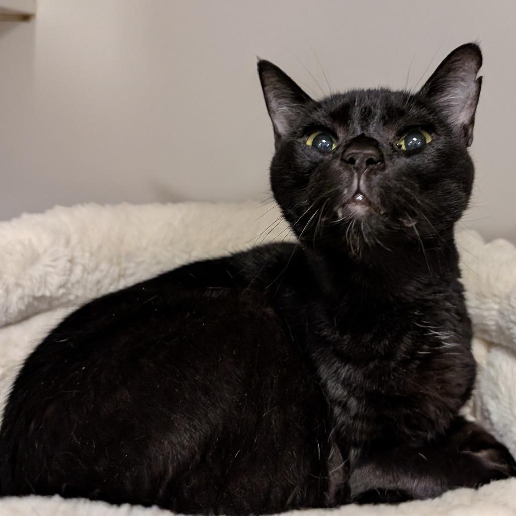 Enlarge Onyx, a Adoptable Domestic Short Hair in Novelty, OH image 6/6
