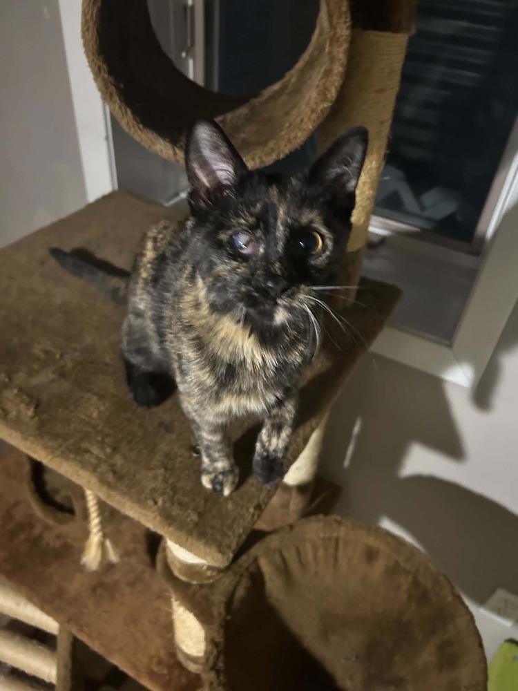 Bean, Adoptable, Kitten Female Domestic Short Hair & Domestic Short Hair.