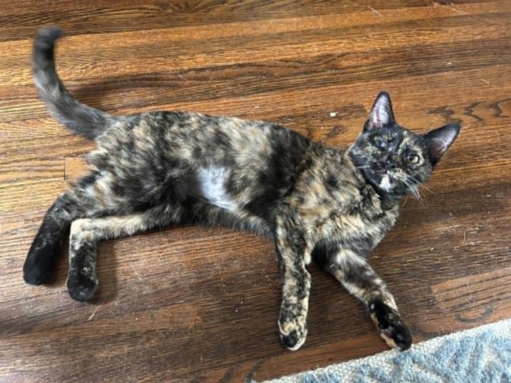Enlarge Bean, a Adoptable mixed breed in Plymouth, MN image 2/6