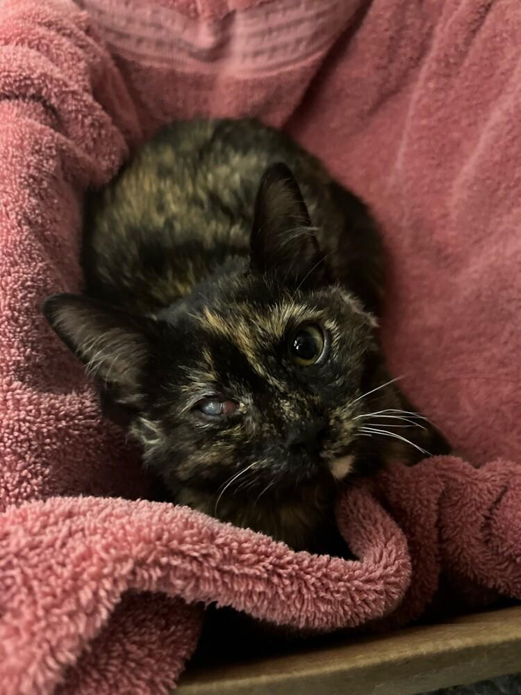 Enlarge Bean, a Adoptable mixed breed in Plymouth, MN image 3/6