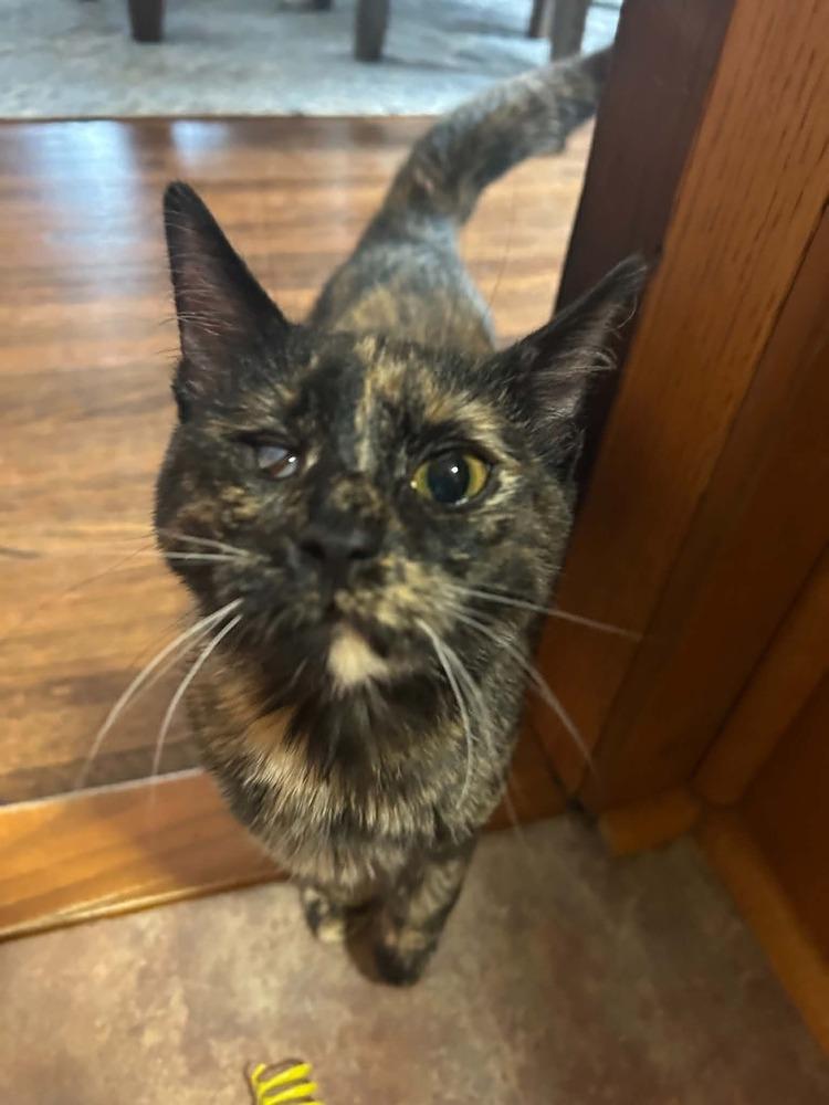 Enlarge Bean, a Adoptable mixed breed in Plymouth, MN image 4/6